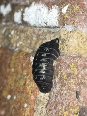 Armadillidium depressum