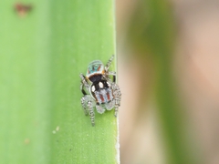 Maratus volans