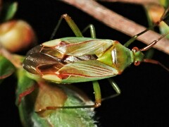 Pseudopantilius australis