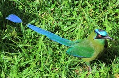 Momotus aequatorialis