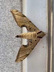 Protambulyx strigilis