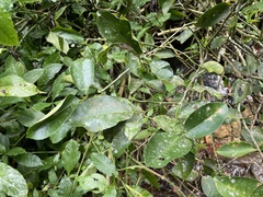 Citrus × taitensis