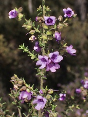 Prostanthera decussata