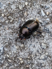 Geotrupes blackburnii