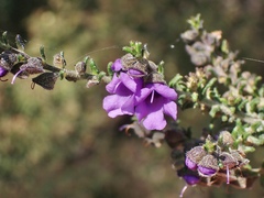 Prostanthera decussata