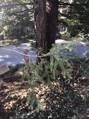 Sequoia
