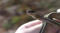 Thamnophis saurita septentrionalis