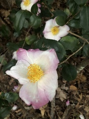 Camellia sasanqua