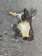 Micrastur semitorquatus