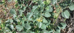 Physalis crassifolia