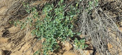 Physalis crassifolia