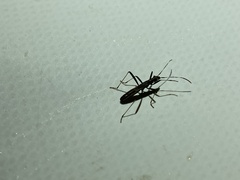 Micrelytra fossularum