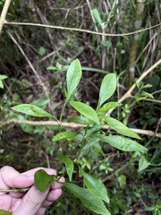 Alternanthera ficoidea