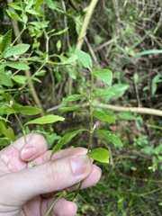 Alternanthera ficoidea
