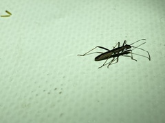 Micrelytra fossularum