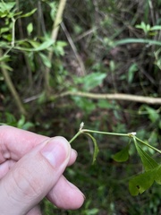 Alternanthera ficoidea