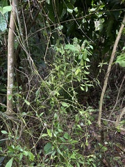 Alternanthera ficoidea