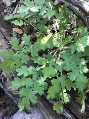 Phacelia