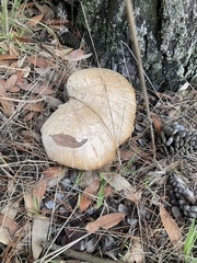 Neolentinus ponderosus