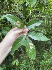 Paullinia pinnata