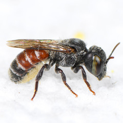 Proteriades