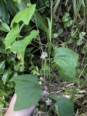 Passiflora sexflora