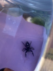 Phidippus