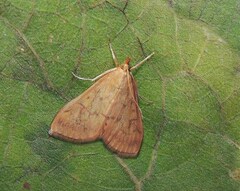 Ostrinia nubilalis
