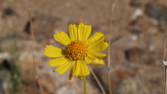 Encelia actoni