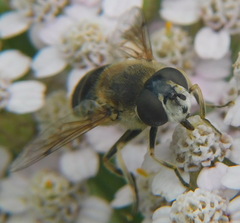 Eristalis