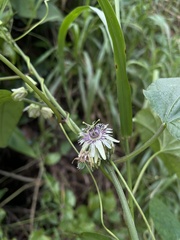 Passiflora sexflora