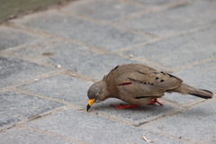 Columbina cruziana
