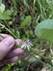 Passiflora sexflora