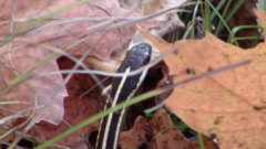 Thamnophis saurita septentrionalis