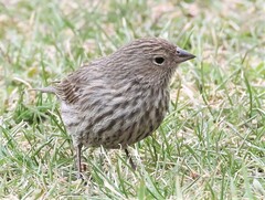 Geospizopsis unicolor