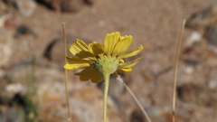Encelia actoni
