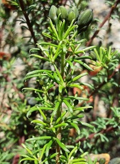 Gompholobium uncinatum