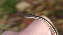 Thamnophis saurita septentrionalis