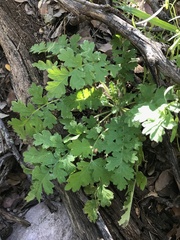 Phacelia