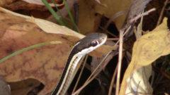 Thamnophis saurita septentrionalis