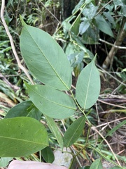 Dalbergia ovalis