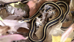 Thamnophis saurita septentrionalis