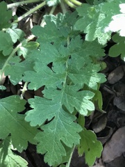 Phacelia