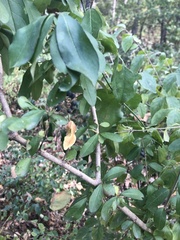 Viburnum prunifolium