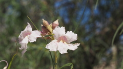 Chilopsis linearis arcuata