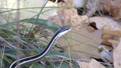 Thamnophis saurita septentrionalis