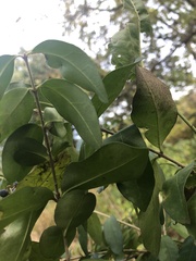 Viburnum prunifolium
