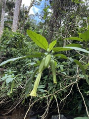 Brugmansia suaveolens