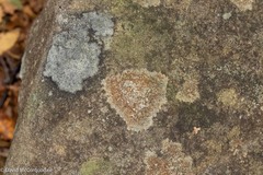 Lecideales