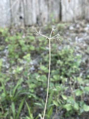 Torilis arvensis